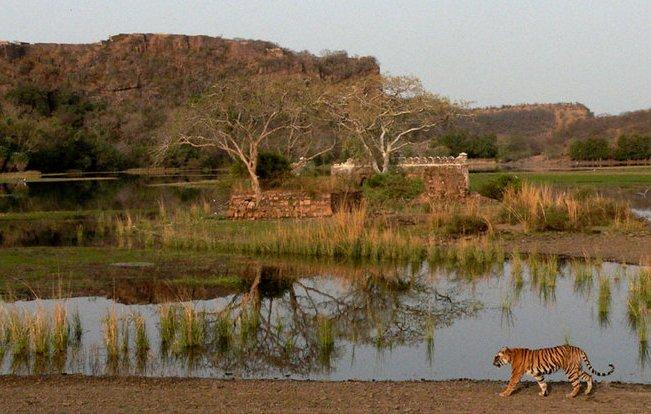1467696282_1Ranthambhore 2.jpg
